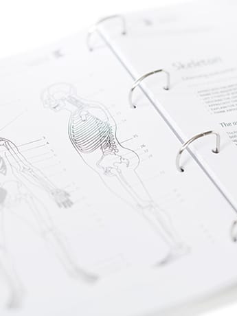 Anatomy & Physiology course pages