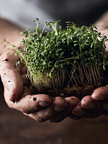 Cress in muddy hands