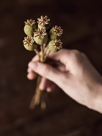 Homeopathy dried poppy heads in hand