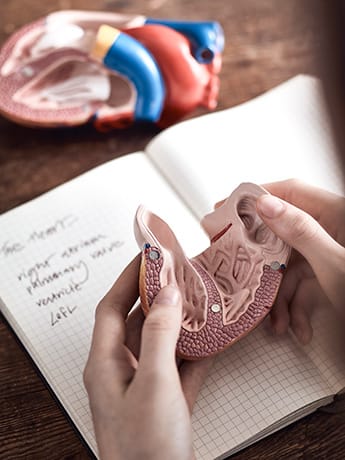 Pathology & Disease holding model of heart