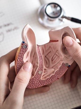 model of hear